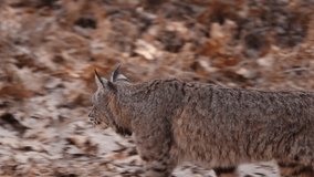 Wild Bobcat in Yosemite National Park in California - Powered by Shutterstock - Get 15% off with code: PIKWIZARD15