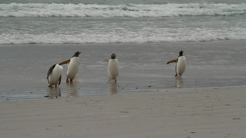 Four gentoo penguins coming home from fishing