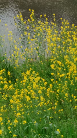 Rapeseed field on the river shore.