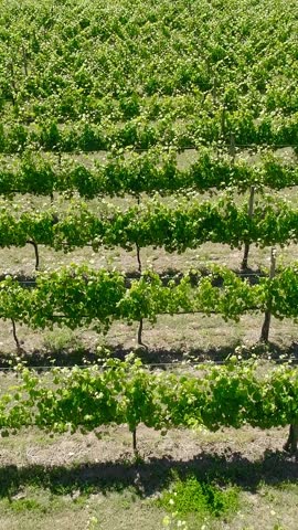 Green Grape Vines Vertical Video