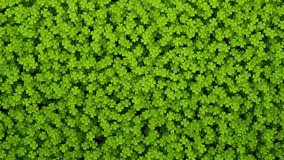 Shamrock Transitions is alpha motion footage for calibration films and religion cinematic in st patrick scene. Also good background for scene and titles, logos. - Powered by Shutterstock - Get 15% off with code: PIKWIZARD15