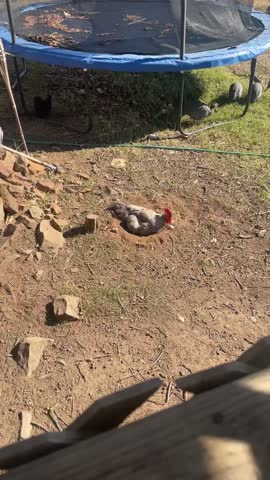 Farm chicken rolling in dirt in sunshine 