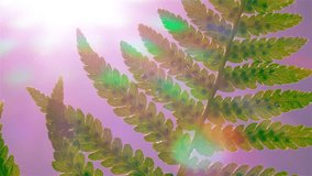 Close-up of green fern branch with rainbow sunbeams against pink-purple sky. Rainbow sunbeams illuminate plant texture. Beautiful nature in the morning or evening hours. 4K video.
 - Powered by Shutterstock - Get 15% off with code: PIKWIZARD15