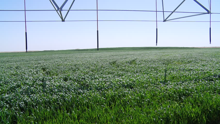 Karbala, Iraq: A large irrigation system waters a flourishing wheat field on a sunny day. A part of a several projects to exploit desert areas in Iraq.