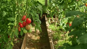 Eco-friendly greenhouse for organic vegetables. Sustainable farming provides fresh harvest without pesticides, promoting healthy living and environmentally conscious farming. - Powered by Shutterstock - Get 15% off with code: PIKWIZARD15