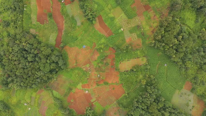 A cinematic aerial view of mountain terraces, where step farming thrives between lush green trees, forming a perfect blend of nature and agriculture.