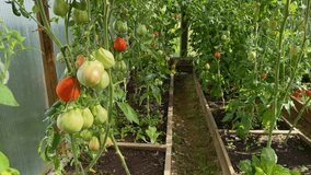 Eco-friendly greenhouse for organic vegetables. Sustainable farming provides fresh harvest without pesticides, promoting healthy living and environmentally conscious farming. - Powered by Shutterstock - Get 15% off with code: PIKWIZARD15