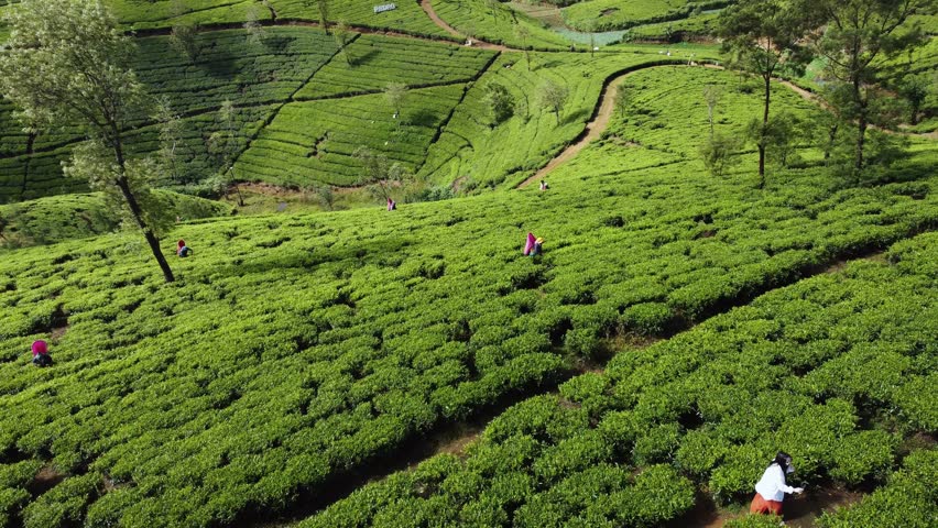 Srilanka Lush Tea Plantations in the Mountains