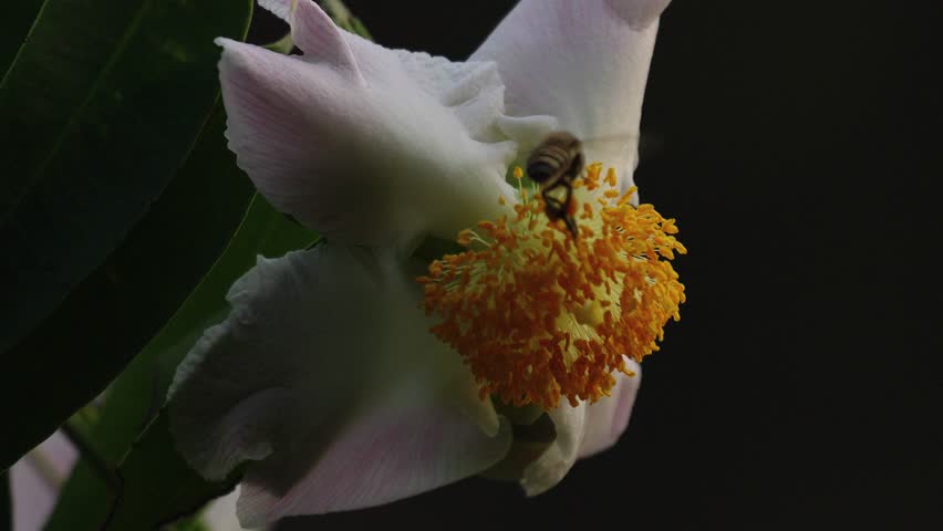 Bees eat pollen from white flowers.