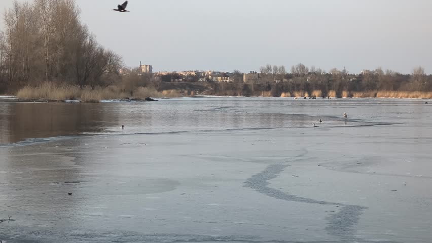 Winter landscape with ice on the river. Cracked ice on the lake. Frosty winter landscape. Frozen trees in ice. Flooded and frozen ground. Birds on ice. 