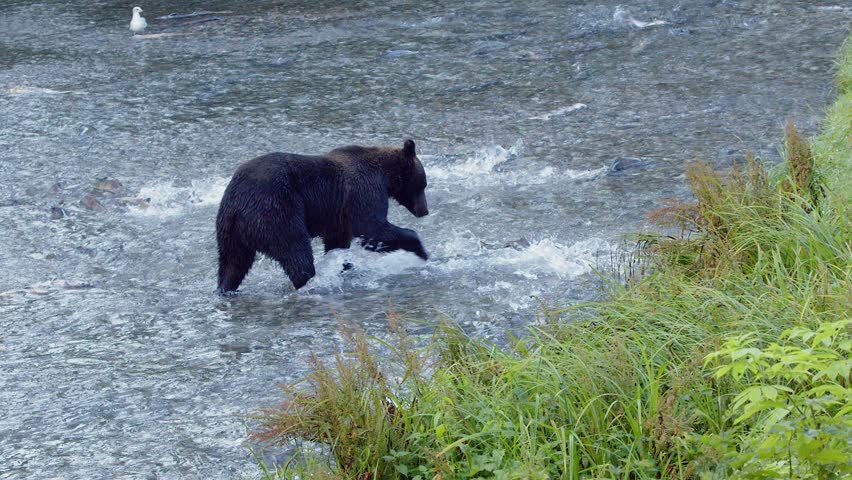 Slow motion: Big brown bear chases spawning salmon in shallow stream