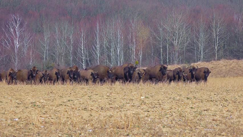 Bison breeding. Herd of Bison. Maintaining a population of bison in the open environment. Buffalo farming. Free range bison population. 