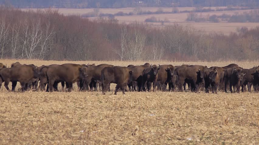 Bison breeding. Herd of Bison. Maintaining a population of bison in the open environment. Buffalo farming. Free range bison population. 