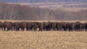 Bison breeding. Herd of Bison. Maintaining a population of bison in the open environment. Buffalo farming. Free range bison population.  - Powered by Shutterstock - Get 15% off with code: PIKWIZARD15