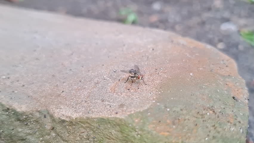 Close up of flies. Small flies landed on rocks, then flew away again.