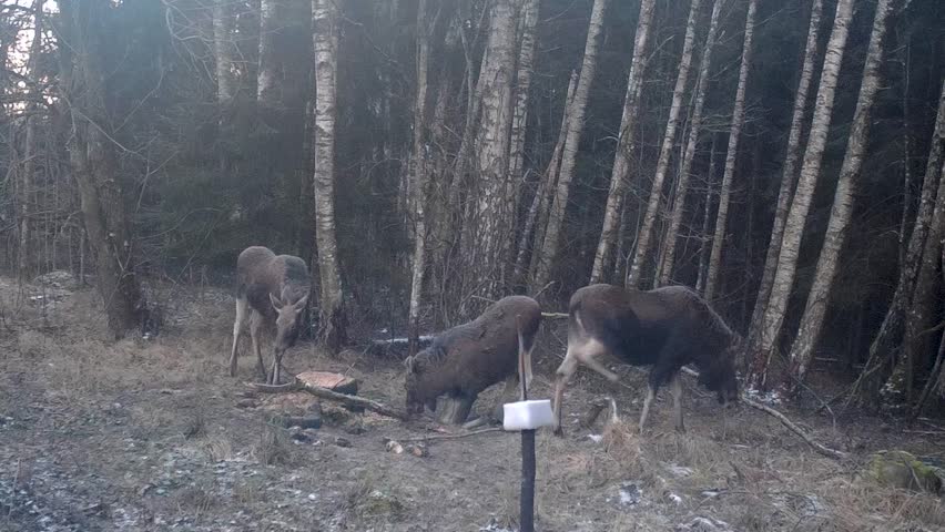 A pack of moose feeding and moving the the forest
