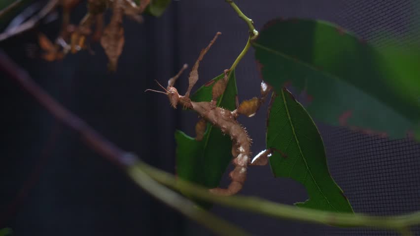 The Australian stick insect (Extatosoma tiaratum), also known as the spiny leaf insect, clings to a leaf branch, gently swaying, close up shot.