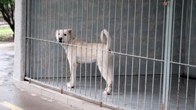 White dog barking inside a kennel with a metal fence - Powered by Shutterstock - Get 15% off with code: PIKWIZARD15