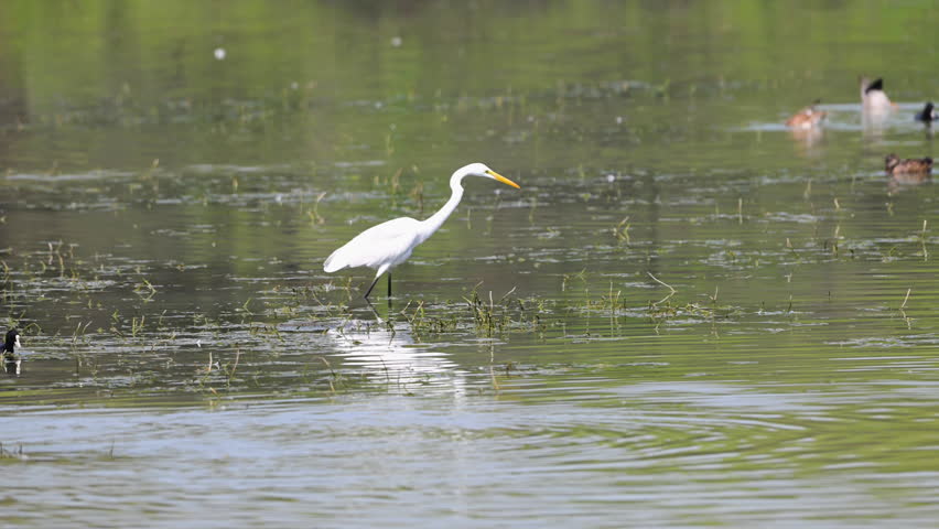 Great egret, Eurasian coots and ducks feeding in shallow water in Gurugram, Haryana, India.