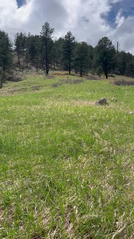 Little hill with trees and grass