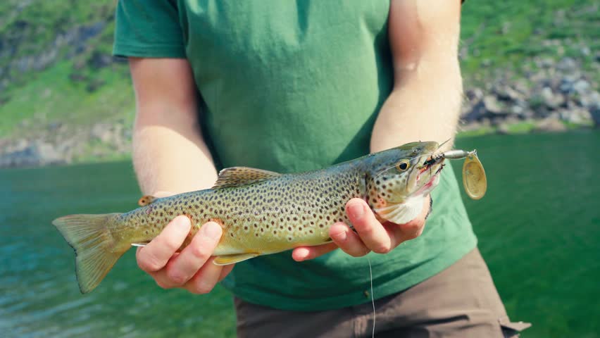 Fishermen hold a freshly caught big brown trout on the lake. - closeup shot