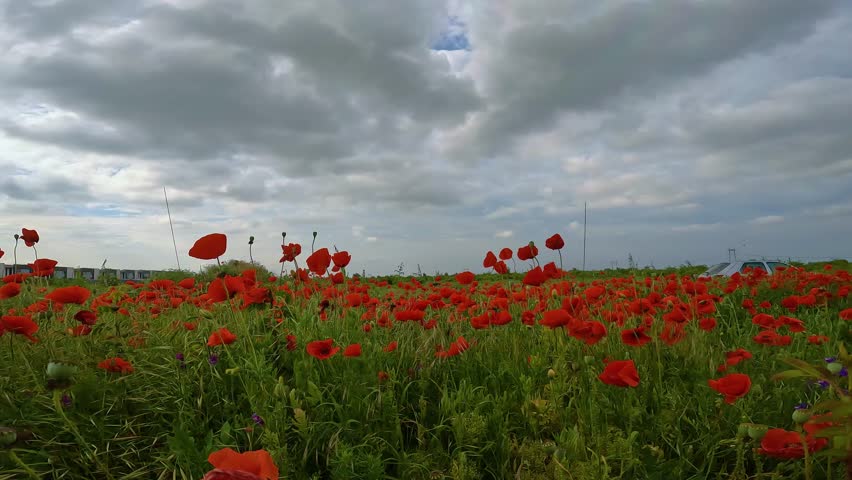 Red poppies blooming in full season. Field of colorful flowers known as Papaver rhoeas 4k