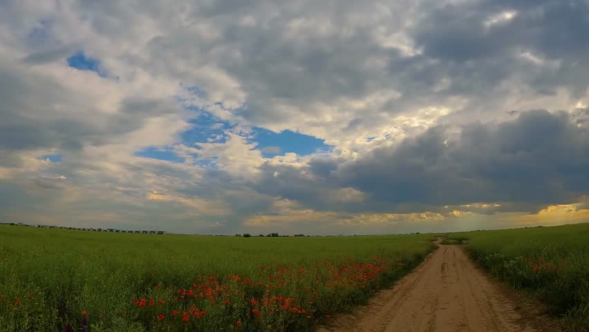 Red poppies blooming in full season. Field of colorful flowers known as Papaver rhoeas 4k