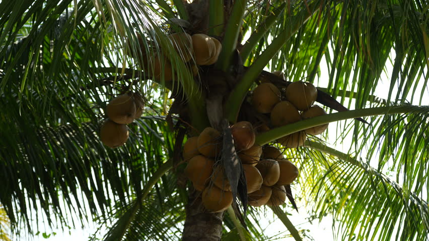 A coconut tree with multiple clusters of ripe golden coconuts, surrounded by lush green palm leaves, under natural sunlight in a tropical setting.