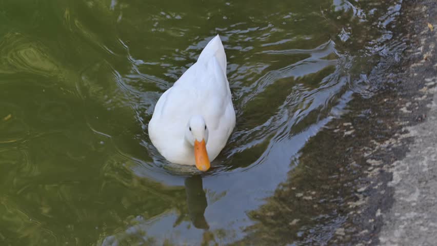 A white duck splashes around in the calm lake water