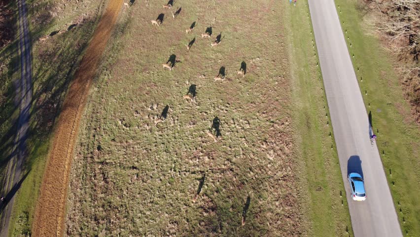 The drone aerial footage of a herd of deer in Richmond Park, London.
