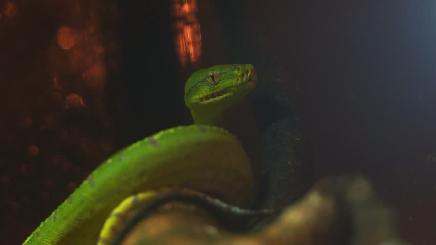A Green tree python, (Morelia viridis) flicking its tongue, close up shot.