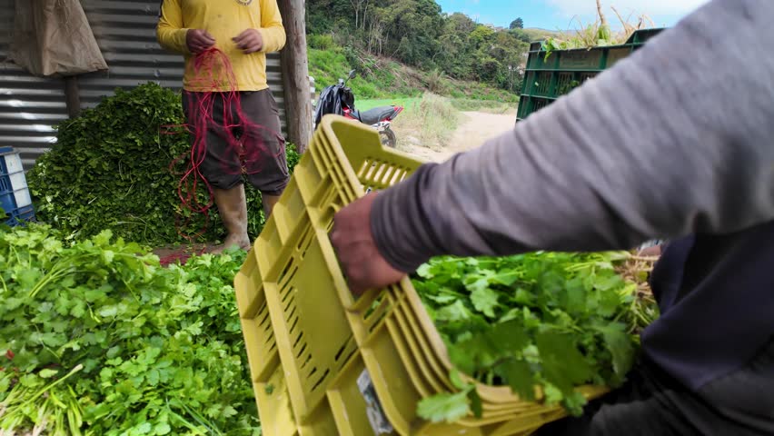 Farm Life. A day in the life of farmer, from early morning harvesting and weighing vegetables