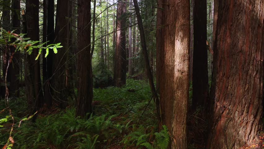 Lost Coast Trail PNW Redwood National and State Parks forest sun mist fog rain aerial drone California Eureka Fort Bragg giant sequoia tallest tree dense green foliage nature landscape forward motion