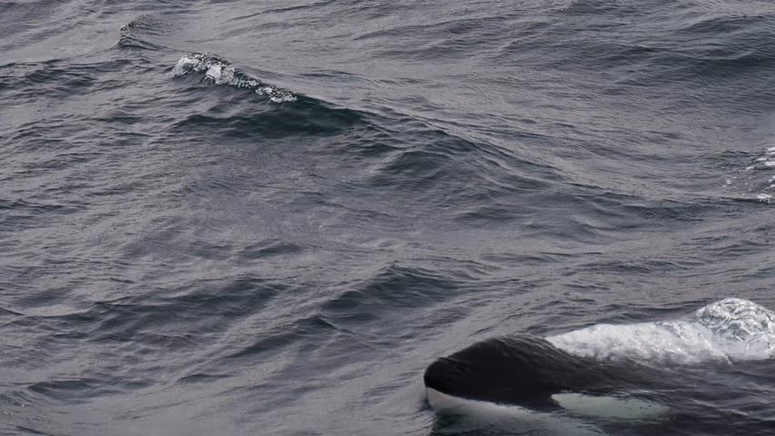 A majestic orca swimming gracefully through the water, captured in slow motion