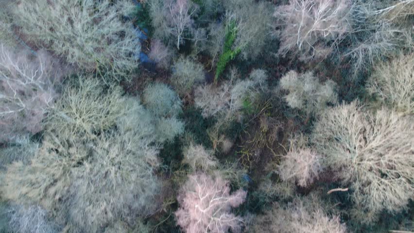 The drone aerial footage of Richmond Park in London.