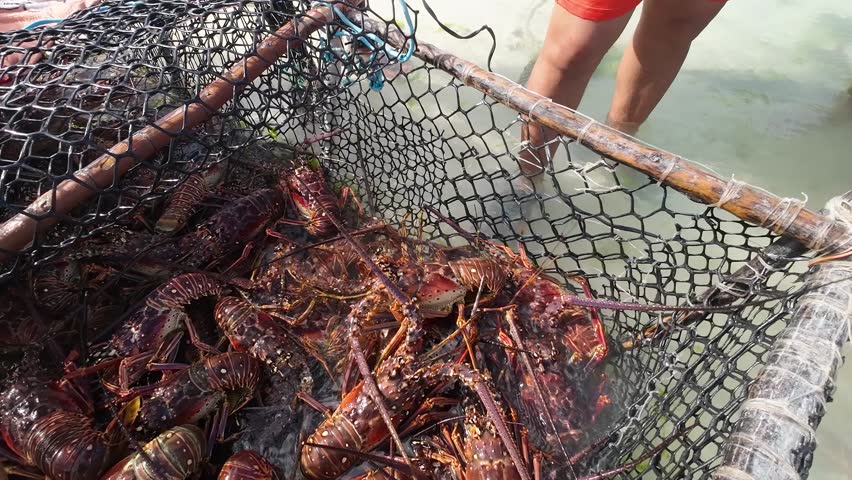 Man hands take raw spiny lobster from trap to show way to measure length of body shell