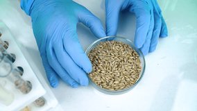 A researcher analyzes agricultural grains in a laboratory. Research into GMO cereals and beans. Testing genetically modified seeds. - Powered by Shutterstock - Get 15% off with code: PIKWIZARD15