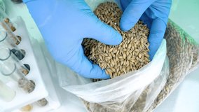 A researcher analyzes agricultural grains in a laboratory. Research into GMO cereals and beans. Testing genetically modified seeds. - Powered by Shutterstock - Get 15% off with code: PIKWIZARD15