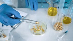 A researcher analyzes agricultural grains in a laboratory. Research into GMO cereals and beans. Testing genetically modified seeds. - Powered by Shutterstock - Get 15% off with code: PIKWIZARD15