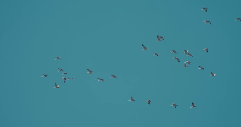 Flock of cranes flying on a clear spring day