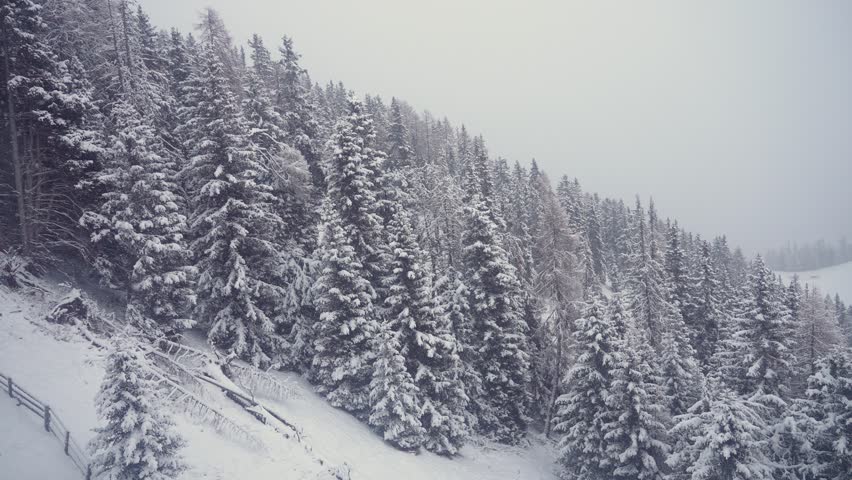 A densely forested hillside covered in snow, with frosted evergreens creating a serene winter landscape amidst the snowfall. Parallax video.
