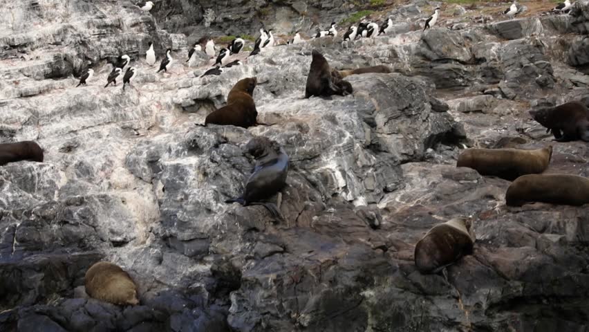 Patagonian wildlife and fauna. View of sea lions and cormorants resting in a rocky islet in the Beagle Channel ocean