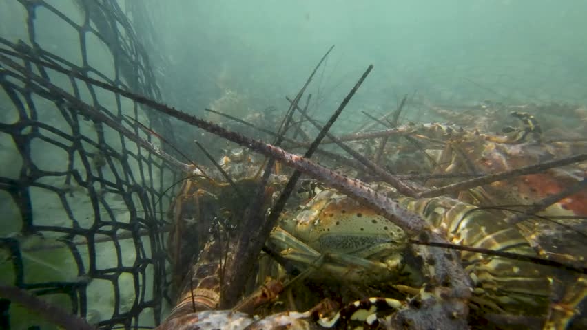 Close up live spiny lobster locked inside trap underwater caribbean sea