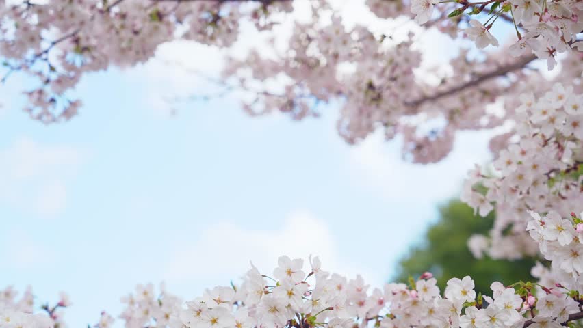 Cherry blossoms in full bloom in a Japanese park