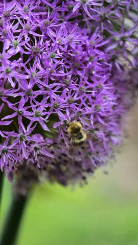 Allium Gladiator and bees.Vertical video. Onion flowers. Purple onion variety Gladiator. Round purple caps of onion flowers close up.Summer bulbous flowers in lilac shades.4k footage