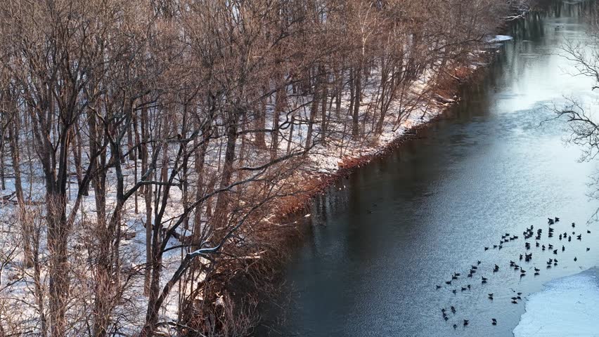 Aerial view of Canadian Geese gathered in calm river at dusk, Ohio