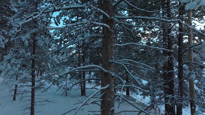 Snow Valley deep snowy close up forest trees Evergreen Meadows Conifer Colorado aerial drone sunset blue hour winter cold frozen December North Turkey Creek Rocky Mountain town pan up motion