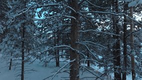 Snow Valley deep snowy close up forest trees Evergreen Meadows Conifer Colorado aerial drone sunset blue hour winter cold frozen December North Turkey Creek Rocky Mountain town pan up motion - Powered by Shutterstock - Get 15% off with code: PIKWIZARD15