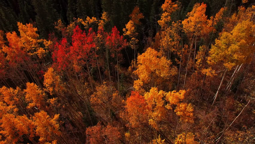 Aerial Forward Shot Of Autumn Trees In Tranquil Forest On Sunny Day - CO, Colorado Springs, United States of America