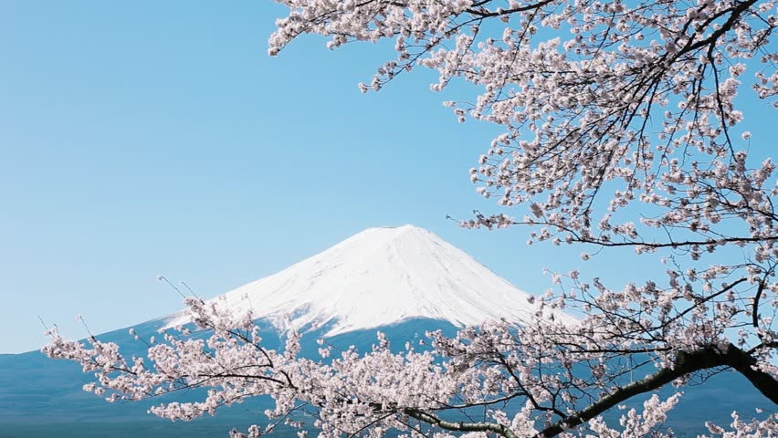 mt fuji cherry blossom Stock Footage Video (100% Royalty-free) 3734588 ...